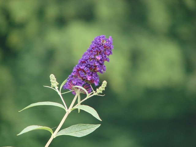 budlea od horti cvijet drugi